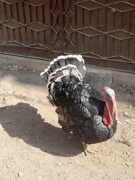 Turkey birds breeder pair for sell 3