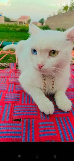 it's two colors eyes cat