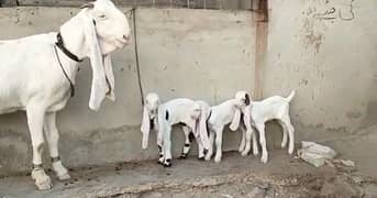 Gulabi Bakri Our 3 Bacchon Ka Sath Urgent For Sale (Call*"03134935016)