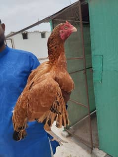 Aseel Breeder Maadi for sale | Aseel Lakhi maadi | Aseel Hen for sale