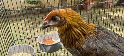 Golden misri hen for sale or exchange with fancy chicks