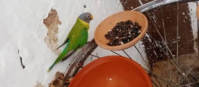 plum head male parrot for sale age08 month in kharian cant.