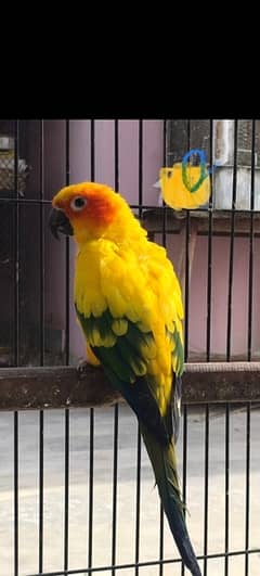 Sunconure