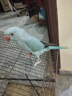 blue parrot 6 months old