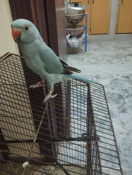 blue parrot 6 months old 1