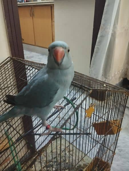 blue parrot 6 months old 2