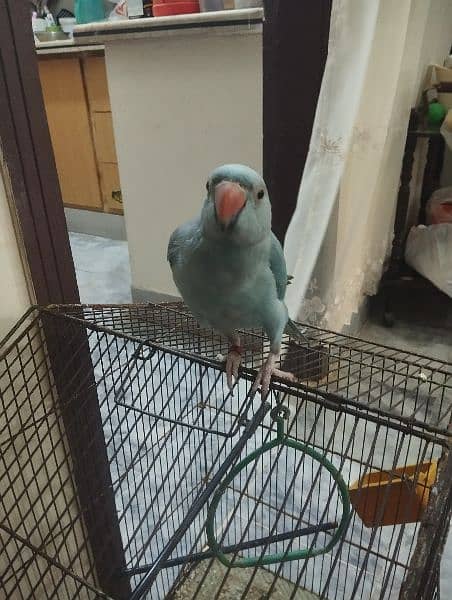 blue parrot 6 months old 3