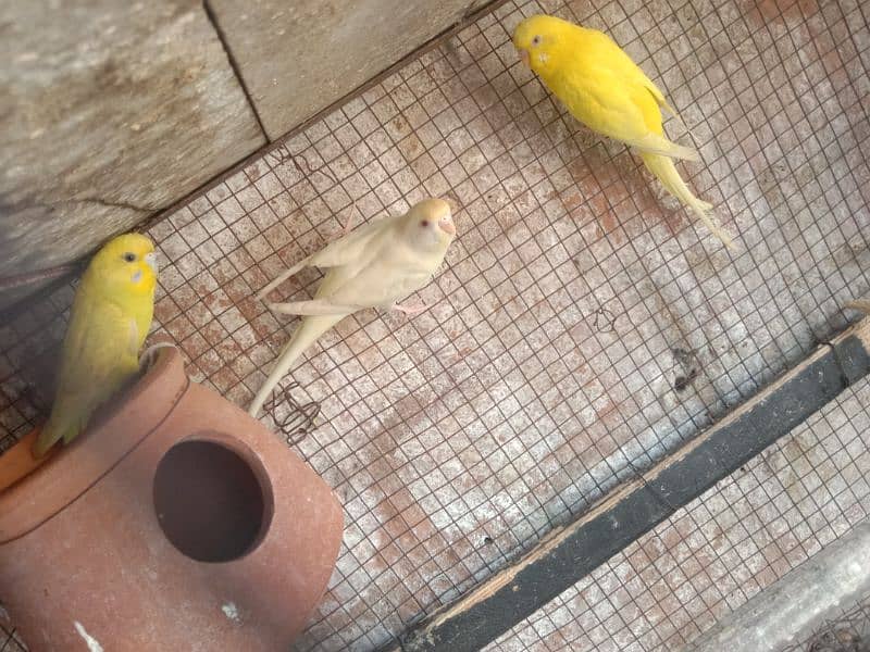 budgies breeding pair for sale 1