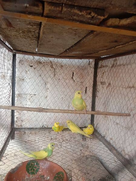 budgies breeding pair for sale 3