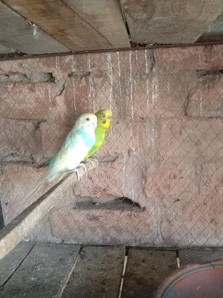 budgies breeding pair for sale 4