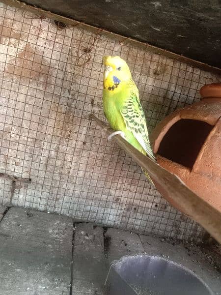 budgies breeding pair for sale 6