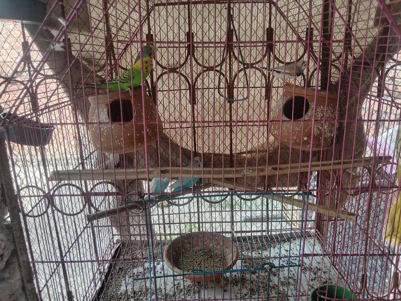 budgies breeding pair for sale 11