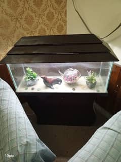 fish aquarium 0