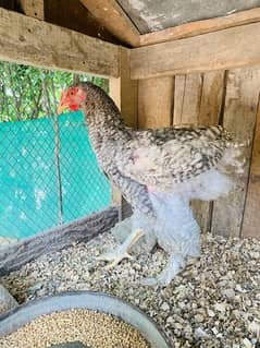 Barmah  Hens