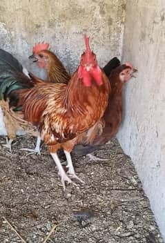 Desi hens egg laying astrolop breeder pair aseel hen