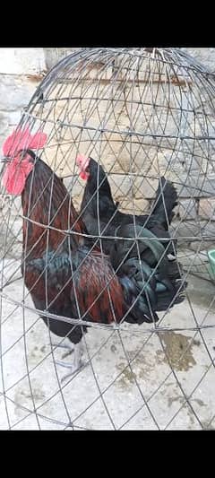 Desi hens egg laying astrolop breeder pair aseel hen