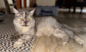 persien pregnant cat for sale