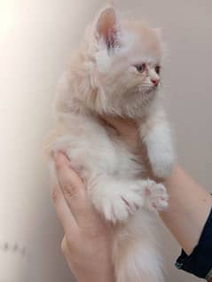 03005084948 WhatsApp call persian kittens