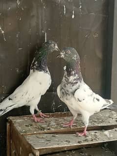 Pigeon Pair