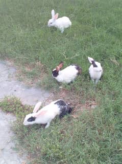 1 male and 3 Female rabbits