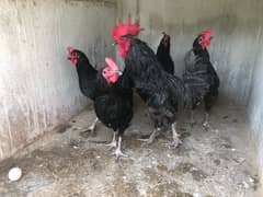 australorp and lohmann hen egg laying