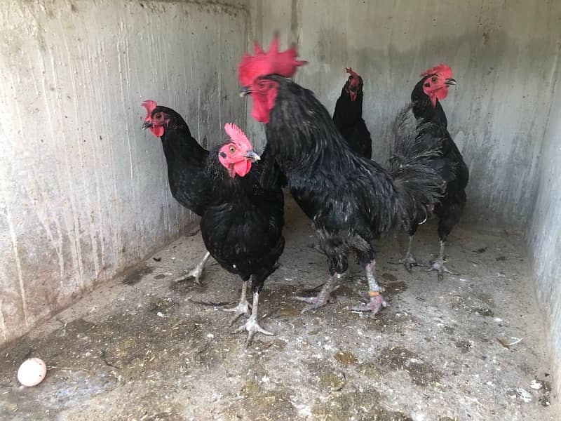 australorp and lohmann hen egg laying 0