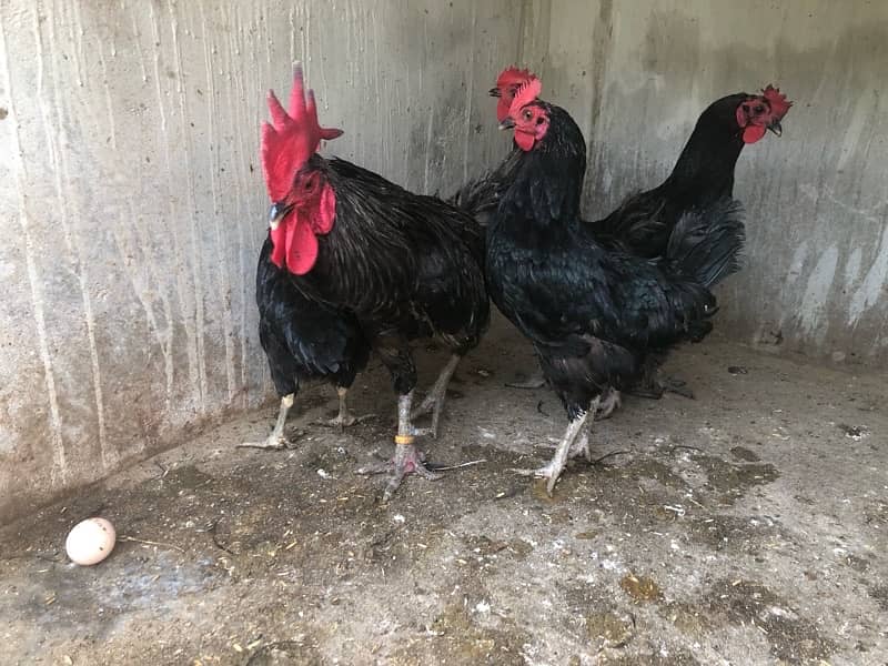 australorp and lohmann hen egg laying 1