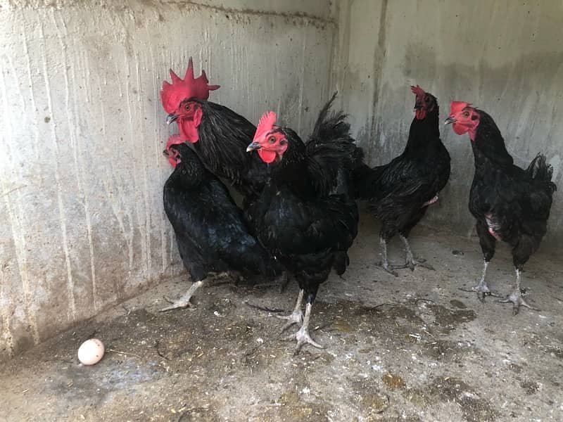 australorp and lohmann hen egg laying 2