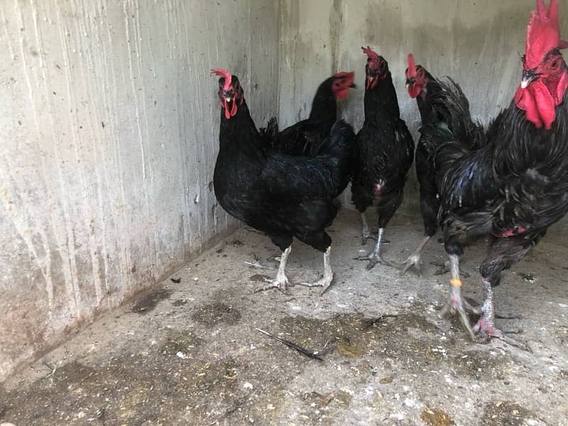 australorp and lohmann hen egg laying 3