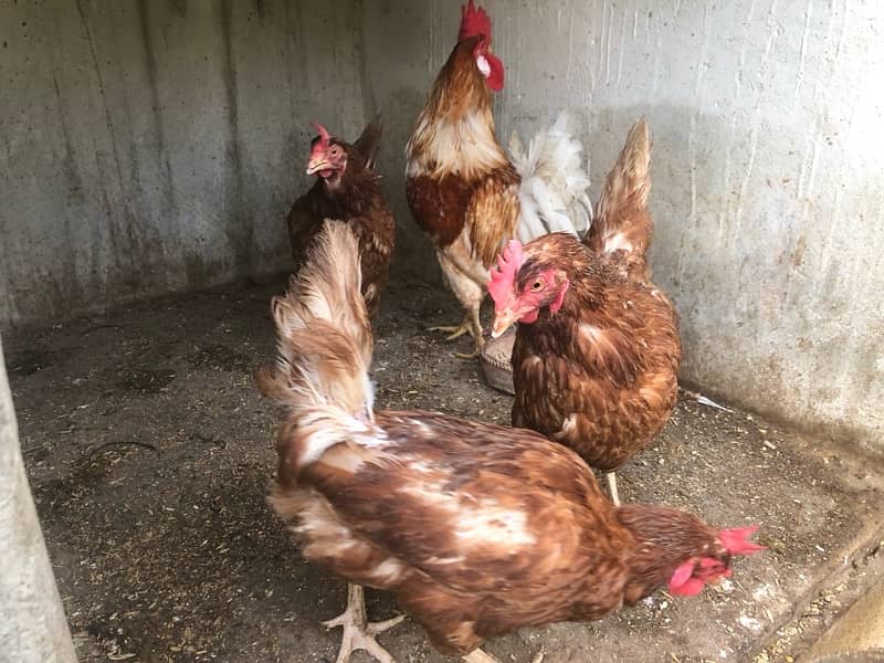 australorp and lohmann hen egg laying 4