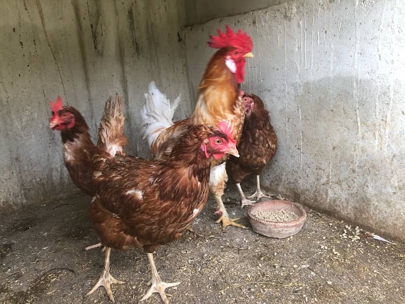 australorp and lohmann hen egg laying 5