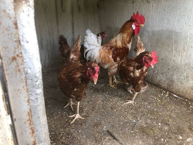 australorp and lohmann hen egg laying 6