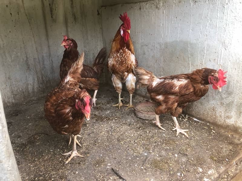 australorp and lohmann hen egg laying 7