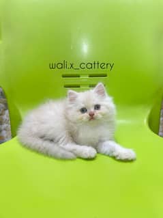 Piki Kitten|Punch face Kittens|persian cat|cute|tripple|fluffy|doll