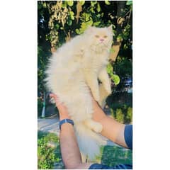 Persian hamalian british punch face piki face cat's and kitten's 0