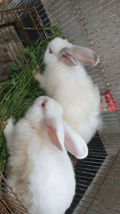 red eye's Parsihan rabbit pair for sale