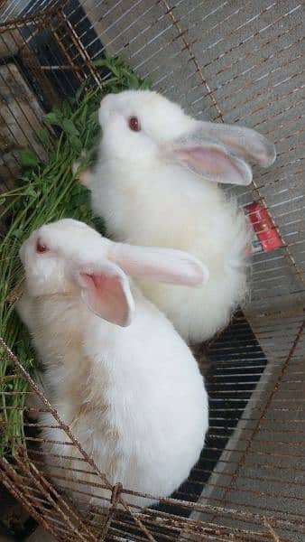 red eye's Parsihan rabbit pair for sale 1