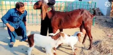 Desi Bakri Our 3 Bacchon Ka Sath For Sale  Call Number03496944797