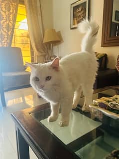 very beautiful Persian male cat