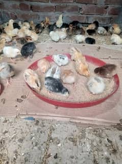 fresh Desi chicks for sale healthy and active