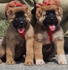 Turkish kangal pair daball hadi ful security dogs for sale