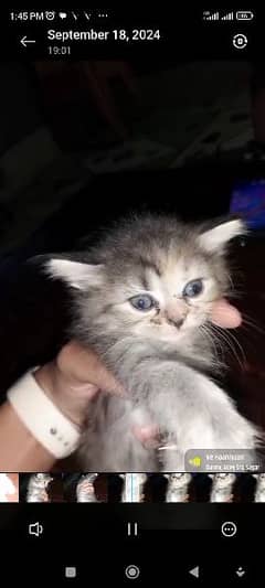 1 month persian kitten female 0