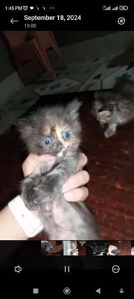 1 month persian kitten female 1