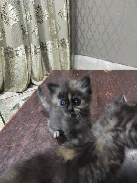 1 month persian kitten female 2