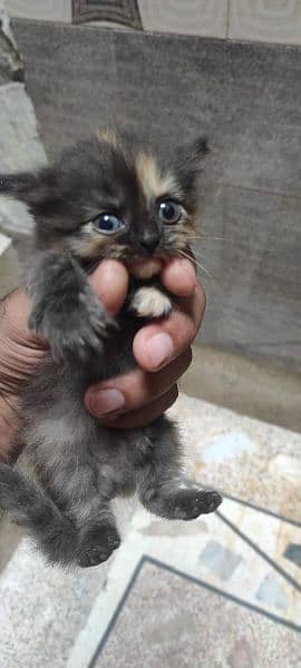 1 month persian kitten female 4