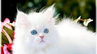 Persian cat blue eyes 03367872979