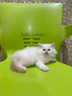 Piki Kitten|Punch face Kittens|persian cat|cute|tripple|fluffy|doll