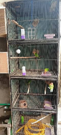 Love Birds & Cage for sale