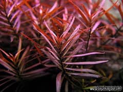 Aquatic Plants available for aquarium