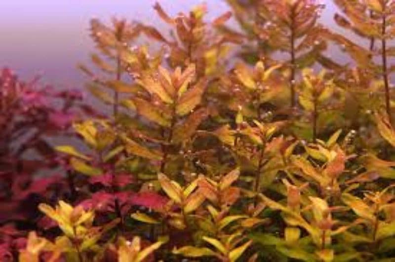 Aquatic Plants available for aquarium 1